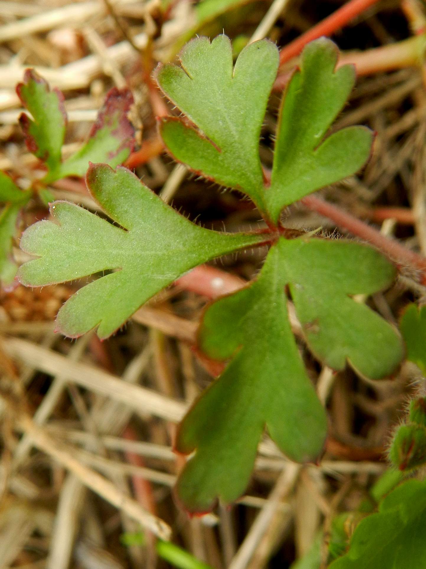 Geranium purpureum